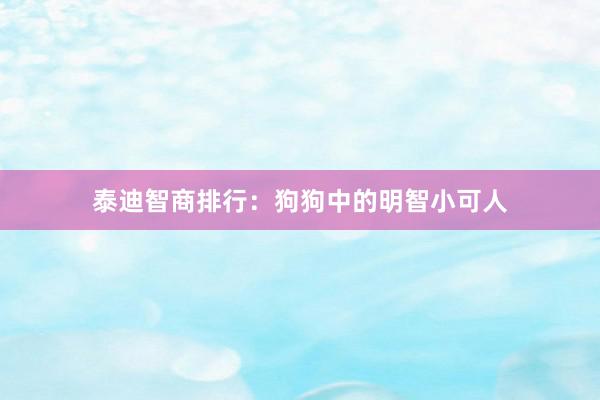 泰迪智商排行：狗狗中的明智小可人